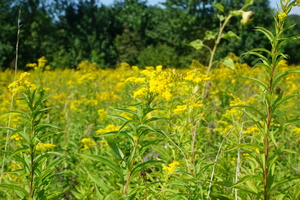 DSC04390