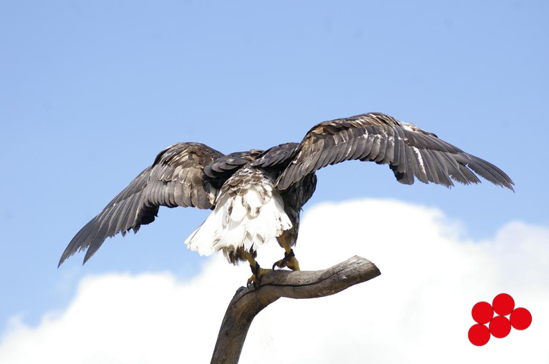 Kopie von K1024_20100809_440-1.png